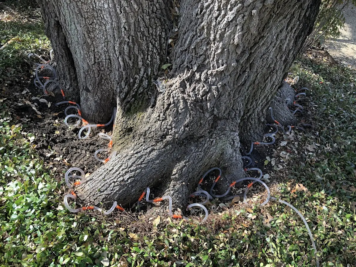 Detailed Tree Cabling and Bracing job site in Cannonville
