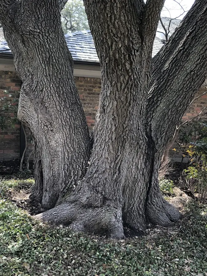 Mature heritage tree close to a Cannonville property cared for by certified arborists